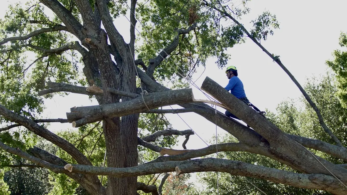 Professional Hazardous Tree Removal performed by certified arborists in Hubbard