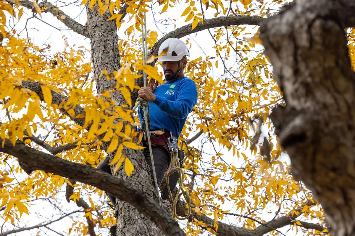 Skilled Storm Damage Cleanup crew working in Hubbard